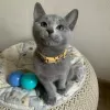 Photo №2 to announcement № 129833 for the sale of russian blue - buy in Belgium 