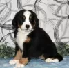 Photo №1. bernese mountain dog - for sale in the city of Larnaca | 634$ | Announcement № 103927