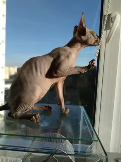 Photo №3. The little girl Sphynx is looking for her parents. Belarus