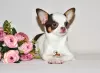 Photo №1. chihuahua - for sale in the city of Москва | 1656$ | Announcement № 32606