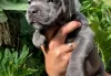 Photo №3. Staffordshire Bull Terrier puppies for sale. Germany