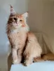 Photo №4. I will sell maine coon in the city of Rostov-on-Don. breeder - price - negotiated