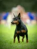 Photo №4. Mating miniature pinscher in Russian Federation. Announcement № 8234