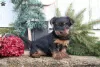 Photo №1. yorkshire terrier - for sale in the city of Gelsenkirchen | 560$ | Announcement № 63822