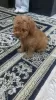 Photo №2 to announcement № 129949 for the sale of poodle (toy) - buy in Germany 