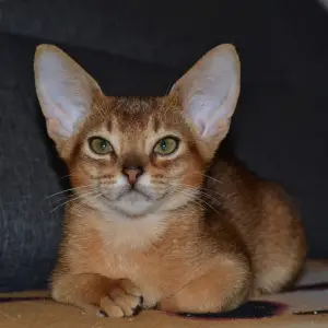 Photo №3. Abyssinian kitten. Ukraine