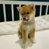 Photo №2 to announcement № 96452 for the sale of shiba inu - buy in Austria private announcement