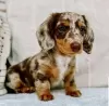 Photo №1. dachshund - for sale in the city of New Orleans | 450$ | Announcement № 56353