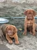 Photo №1. dogue de bordeaux - for sale in the city of Prokuplje | Is free | Announcement № 117008