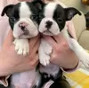 Photo №1. boston terrier - for sale in the city of Tallinn | negotiated | Announcement № 126951