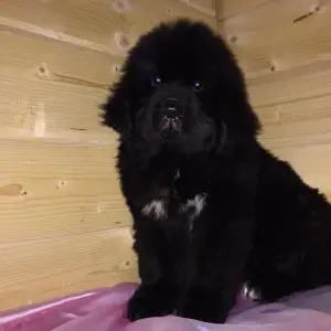 Additional photos: Newfoundland Puppies