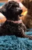 Additional photos: toy poodle puppies