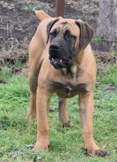 Photo №2 to announcement № 5645 for the sale of boerboel - buy in Russian Federation from nursery