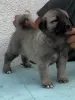 Additional photos: Turkish Kangal puppies