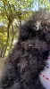 Photo №2 to announcement № 43372 for the sale of poodle (toy) - buy in Italy private announcement