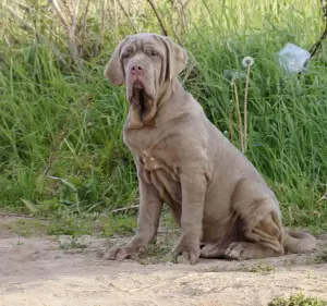 Photo №3. Kennel & quot; Alario Style & quot; presents puppies of the Neapolitan. Russian Federation