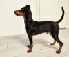 Photo №4. I will sell miniature pinscher in the city of Tallinn. private announcement - price - 845$