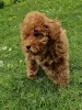 Photo №2 to announcement № 103675 for the sale of poodle (toy) - buy in Germany 