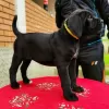 Photo №3. Cane corso puppies. Germany