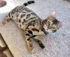 Photo №1. bengal cat - for sale in the city of Doha | negotiated | Announcement № 132067