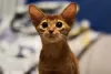 Additional photos: Abyssinian kittens, girls and boys