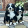 Photo №3. Bernese Mountain Dog Puppies. Germany