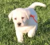 Additional photos: Labrador Retriever....text me on12097835681...text me on12097835681