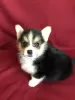 Additional photos: Welsh Corgi Pembroke