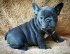 Photo №2 to announcement № 85908 for the sale of french bulldog - buy in Bosnia and Herzegovina private announcement