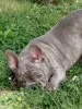 Additional photos: French bulldog puppies