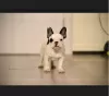 Photo №4. I will sell french bulldog in the city of Barič. breeder - price - negotiated