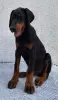 Additional photos: Doberman, top dogs