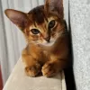 Additional photos: Elite Abyssinian kittens