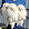 Additional photos: Pomeranian puppies