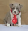 Photo №1. american bully - for sale in the city of Belgrade | negotiated | Announcement № 127465