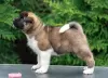 Additional photos: American Akita Puppies