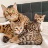 Photo №1. bengal cat - for sale in the city of Fallåker | 350$ | Announcement № 130582