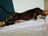 Additional photos: Bengal kittens