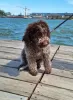 Photo №3. Lagotto Romagnolo puppies. Serbia