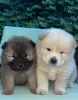 Additional photos: Chow Chow puppies for sale