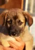 Additional photos: Strong, outgoing and friendly puppy Nastasya is looking for a home.