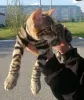 Photo №2 to announcement № 10587 for the sale of bengal cat - buy in Russian Federation breeder