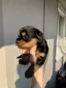 Additional photos: Yorkshire terrier puppies