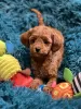 Additional photos: toy poodle puppies