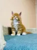 Photo №3. Healthy cute adorable and socialized Maine coon kittens. United Kingdom