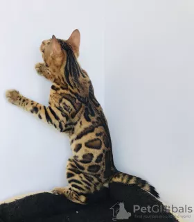 Additional photos: Bengal cat