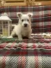 Photo №1. west highland white terrier - for sale in the city of Berlin | negotiated | Announcement № 44771