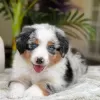 Additional photos: Bezaubernde Australian Shepherd-Welpen zu Verkaufen