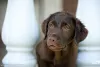 Photo №3. Labrador retriever puppies. Russian Federation