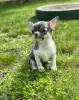 Photo №1. chihuahua - for sale in the city of Munich | 317$ | Announcement № 105279